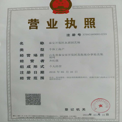 红颜草莓苗——山东基地直销，品质与服务的双重保障